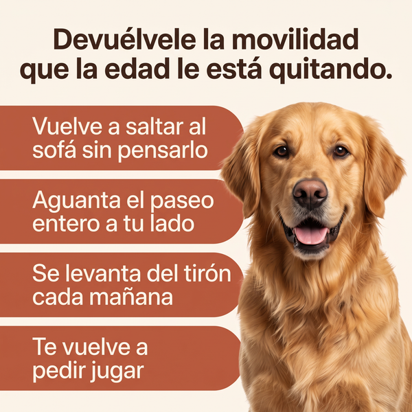 Golden retriever junto a los beneficios de Mosse Articulaciones: vuelve a saltar al sofá, aguanta el paseo entero, se levanta del tirón y te vuelve a pedir jugar