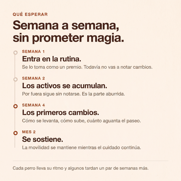 Qué esperar con Mosse Articulaciones semana a semana: semana 1 entra en la rutina y todavía no vas a notar cambios, semana 2 los activos se acumulan, semana 4 los primeros cambios en cómo se levanta, cómo sube y cuánto aguanta el paseo, y mes 2 se sostiene. Cada perro lleva su ritmo y algunos tardan un par de semanas más